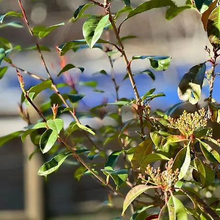 公寓 Le Relais De Sisco