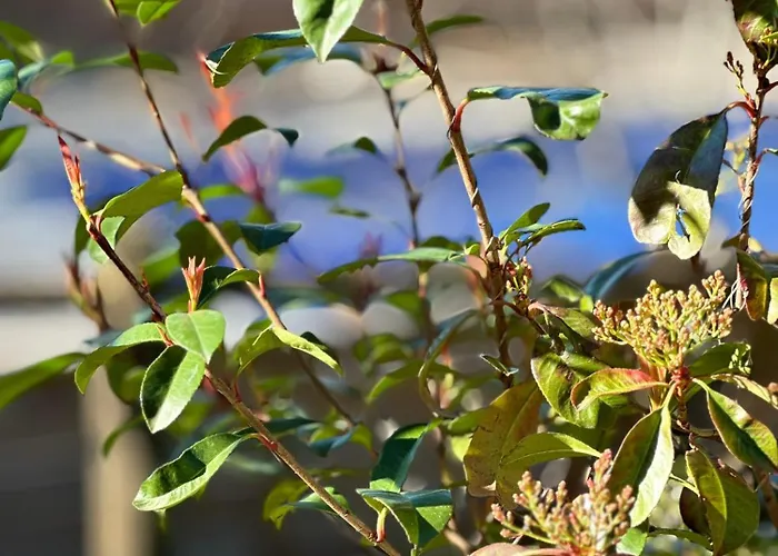 Appartement Le Relais De Sisco